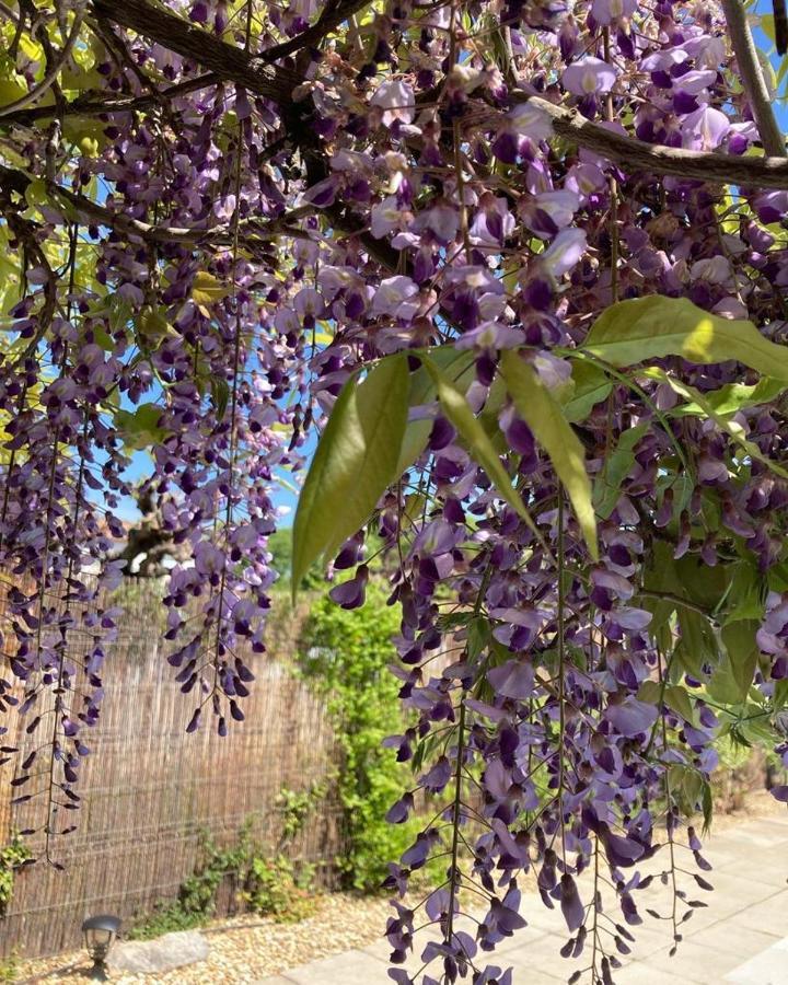 Le Clos Des Olivettes Sainte-Croix-de-Quintillargues Екстер'єр фото